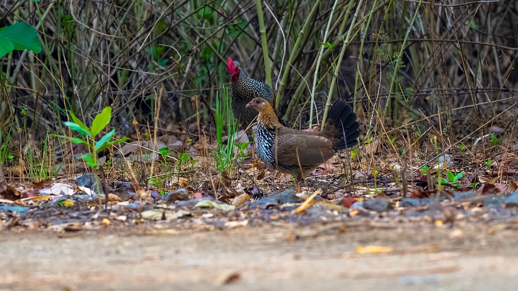 Grey Junglefowl